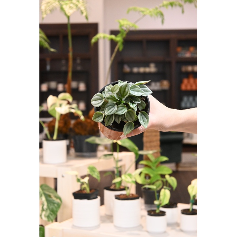 Peperomia Napolin Night|4″
