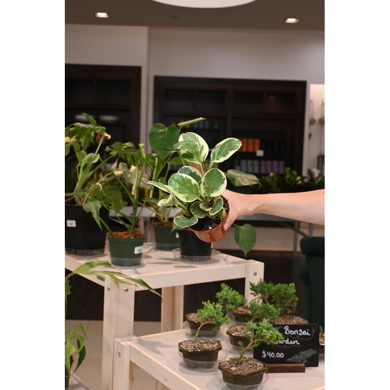 Peperomia Obtipan Bicolor|4″
