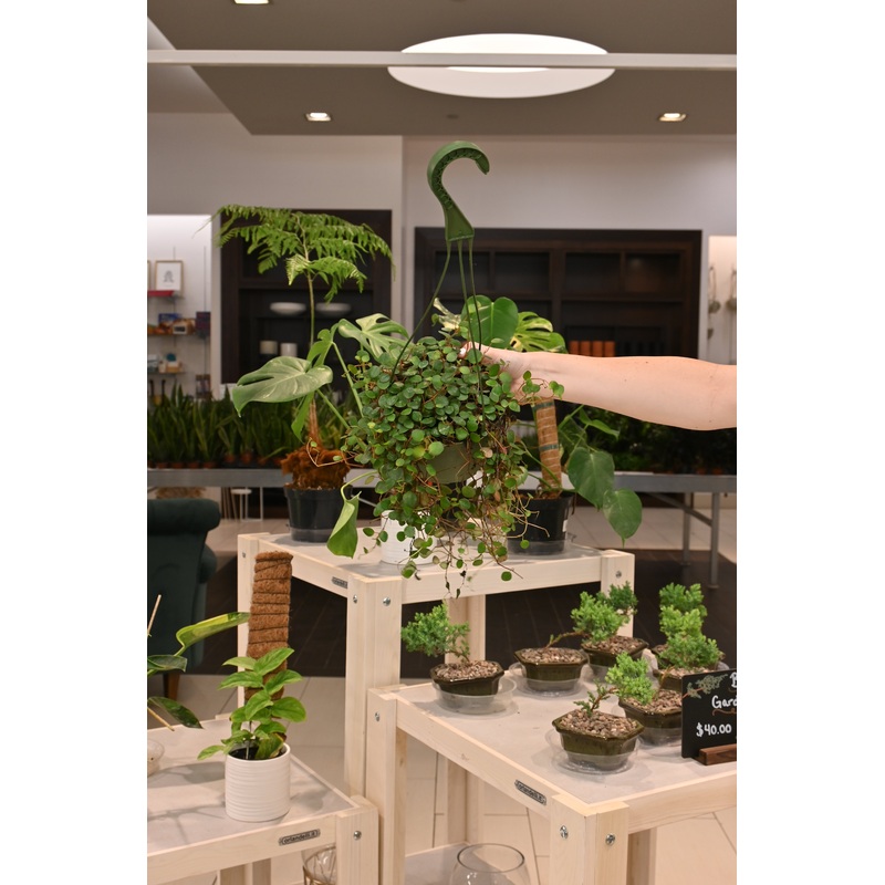 Peperomia String of Coins|6″ HB