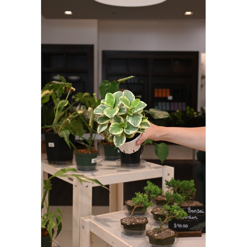 Peperomia Variegated|4″