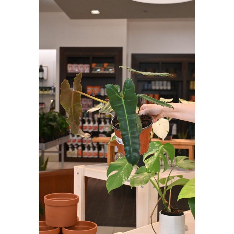 Philodendron Billietiae Black|6″
