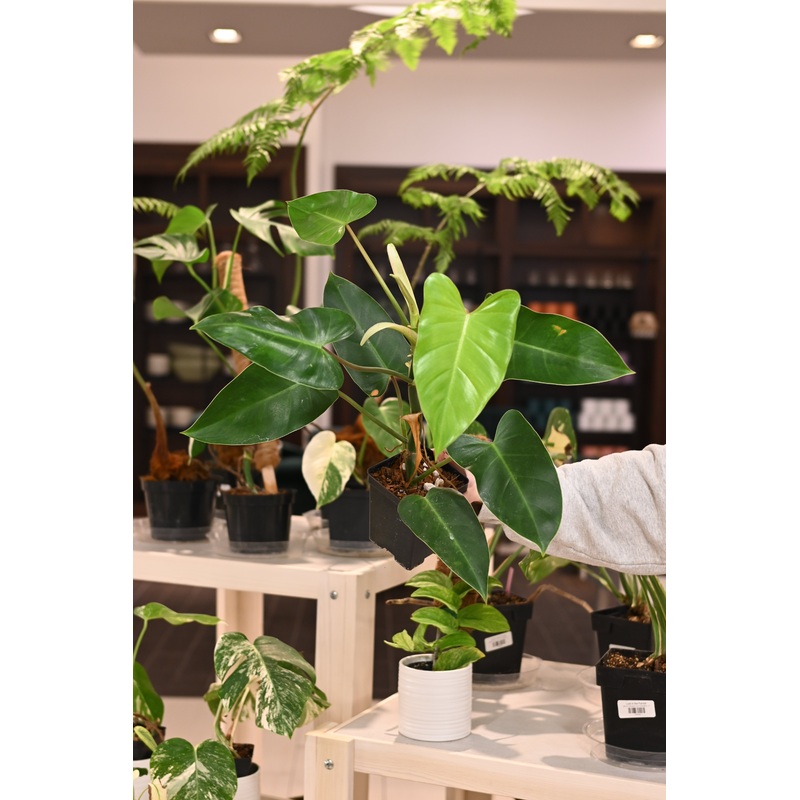 Philodendron Emerald King Reverted