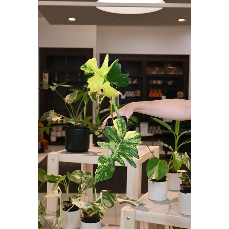 Philodendron Florida Beauty X Mayoii