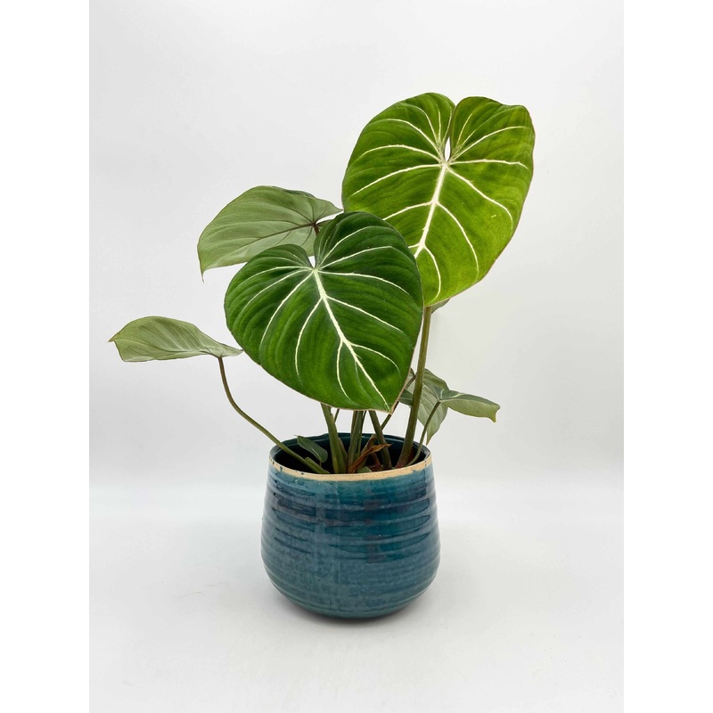 Philodendron Gloriosum  Rare Tropical Houseplant | Unique Indoor Statement Plant