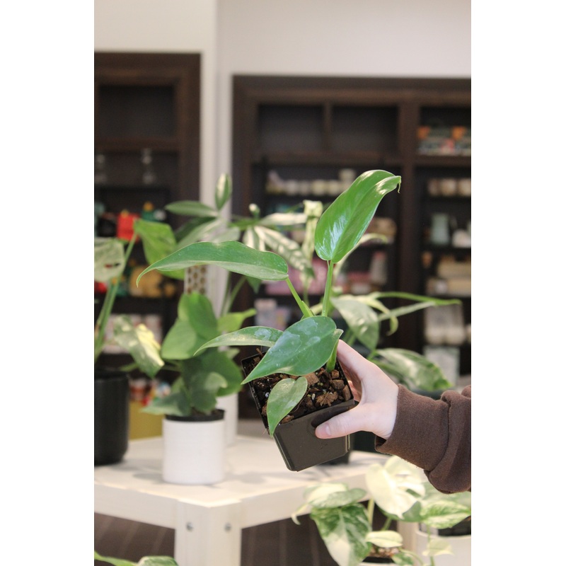 Philodendron Jerry Home|4″