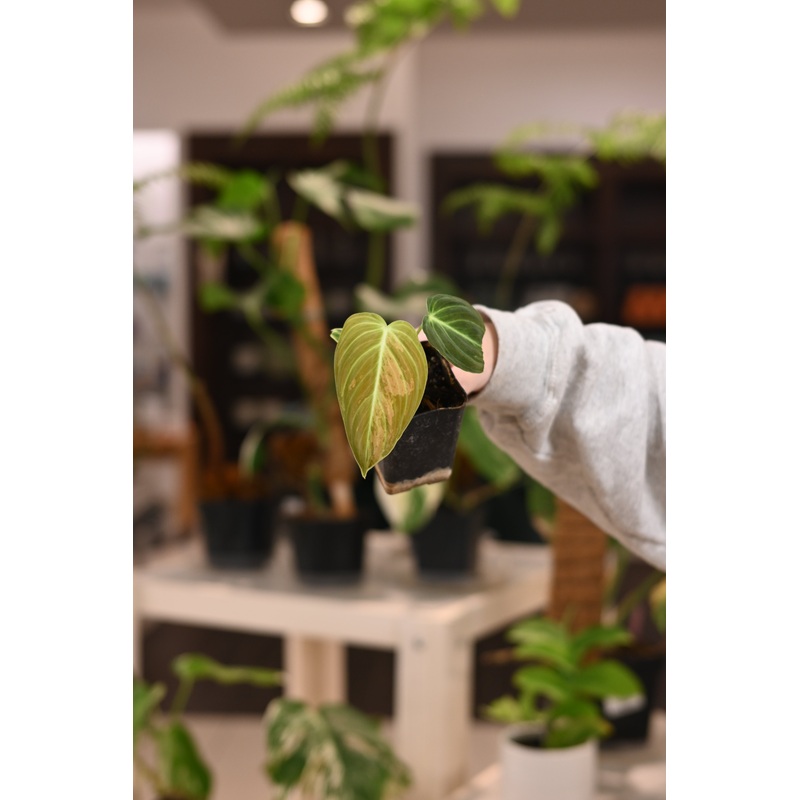 Philodendron Melanochrysum Variegated