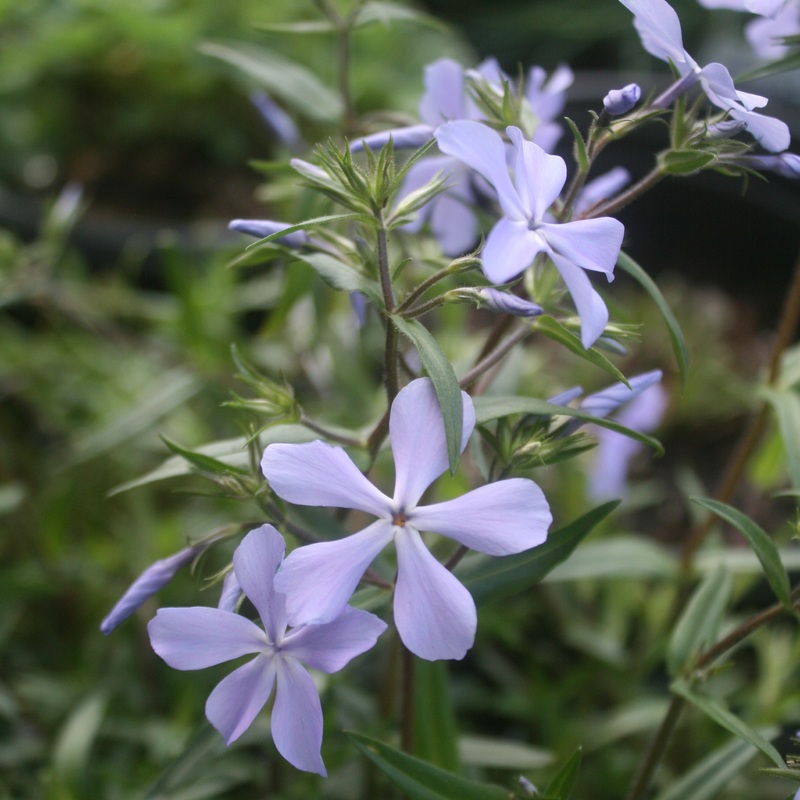 Phlox divaricata Woodland Phlox