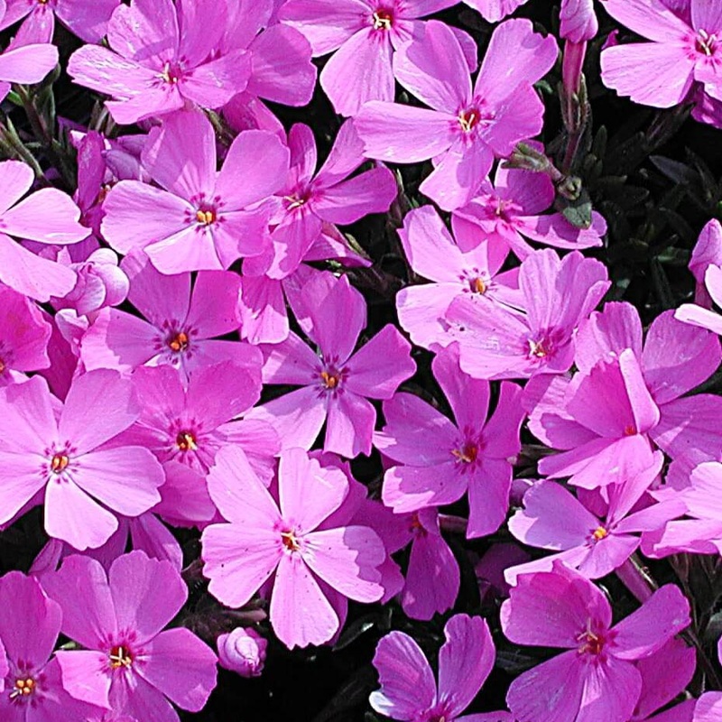 Phlox subulata ‘Emerald Pink’ Creeping Phlox