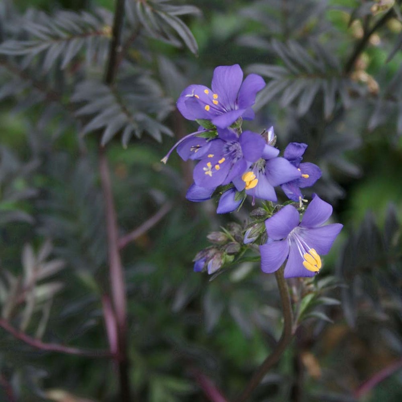 Polemonium yezoense ‘Purple Rain Strain’ Jacob’s Ladder