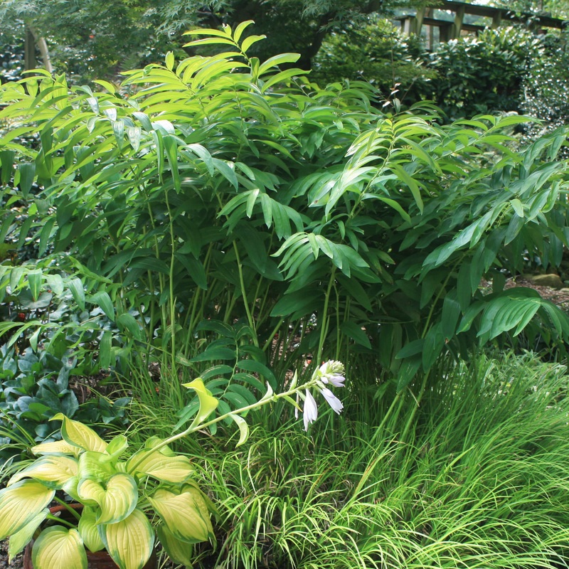 Polygonatum biflorum var. commutatum Great Solomon’s Seal