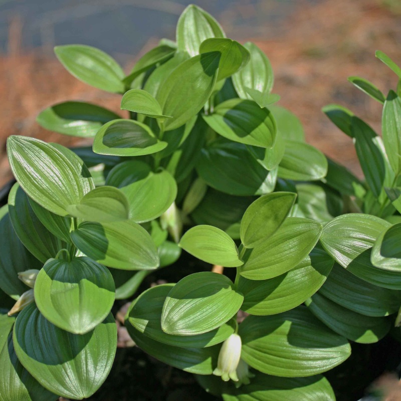 Polygonatum humile Dwarf Solomon’s Seal
