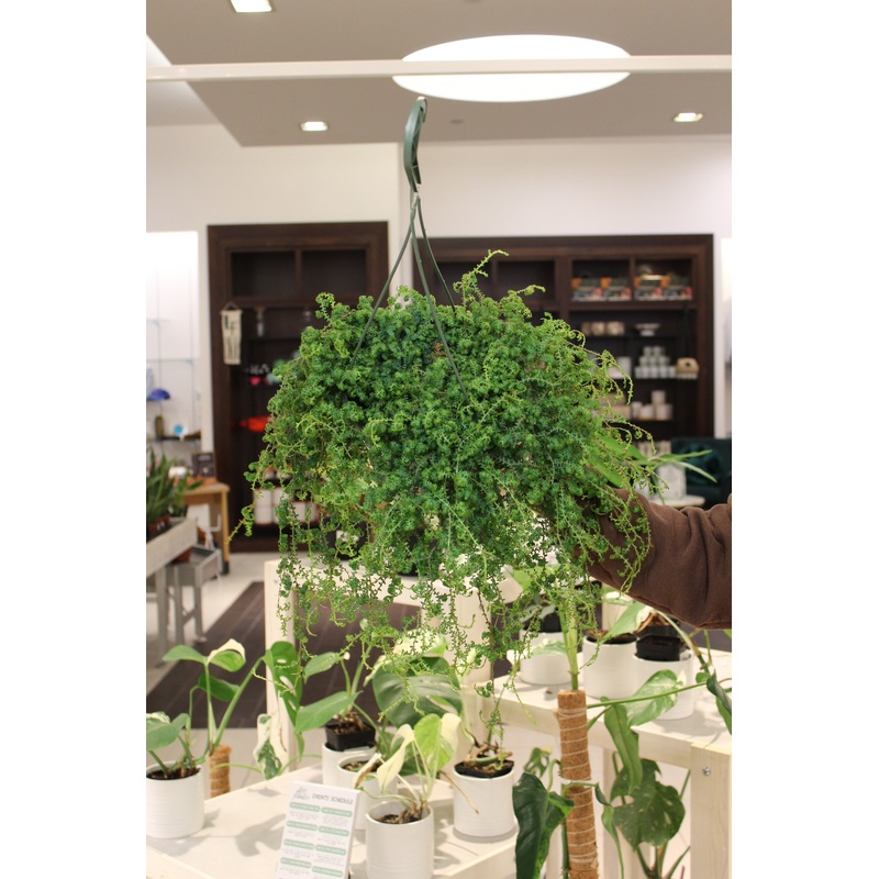 Rainbow Fern|8″ HB