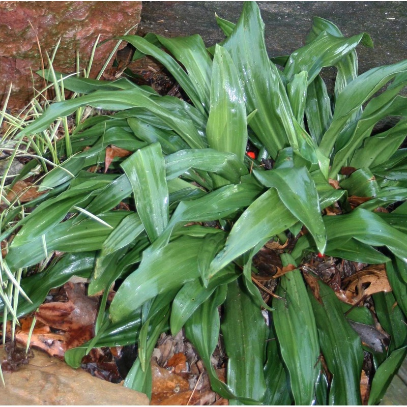 Rohdea japonica Sacred Lily of China