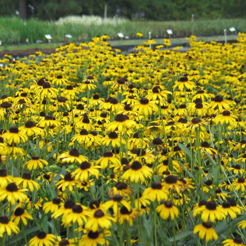 Rudbeckia fulgida var. speciosa ‘Viette’s Little Suzy’ Black-Eyed Susan