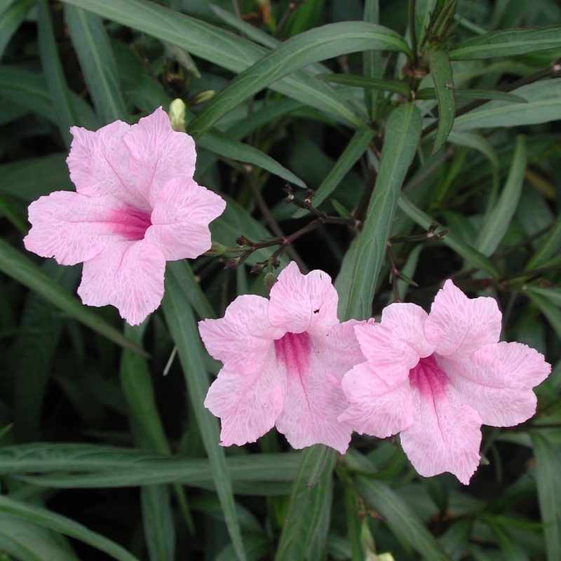 Ruellia brittoniana ‘Chi Chi’ Wild Petunia