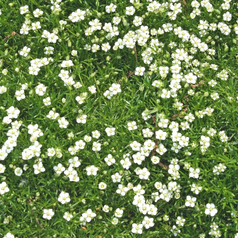 Sagina subulata Irish Moss|3.5×3.5