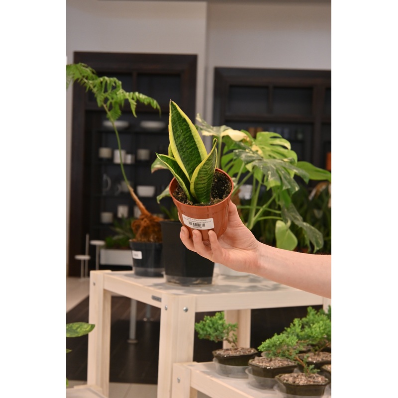 Sansevieria Futura|4″