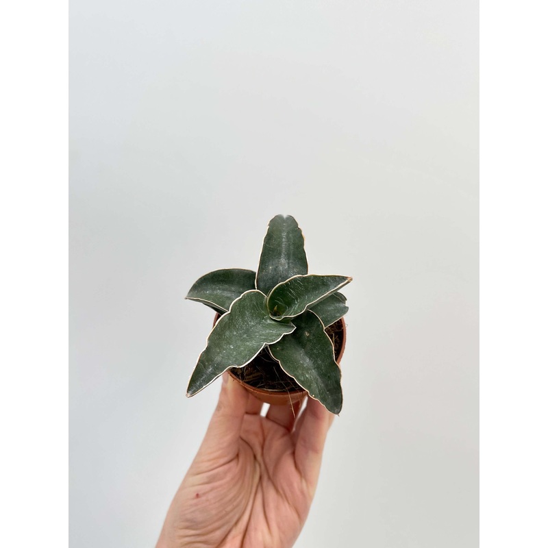 Sansevieria Lavranos, Snake Plant, Baby Plant, Air purifier plant