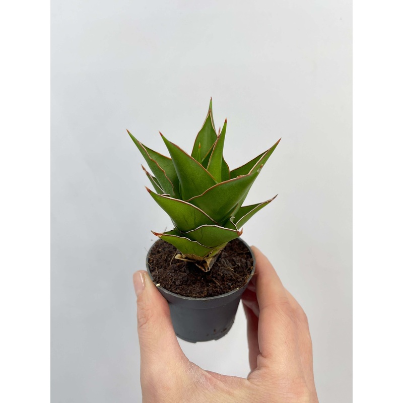 Sansevieria Temple Crown, Snake Plant, Hardy Houseplant, Air purifying plant