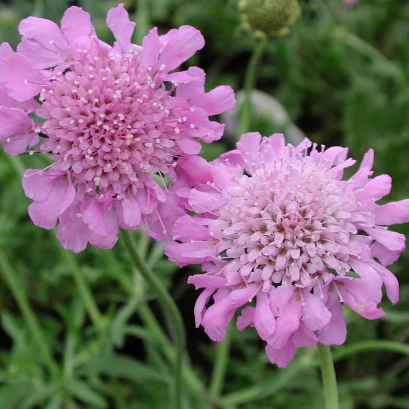 Scabiosa columbaria ‘Pink Mist’ Pincushion Flower