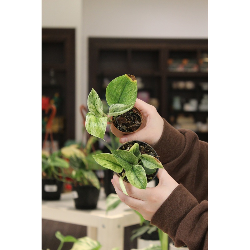 Scindapsus Mint Variegated