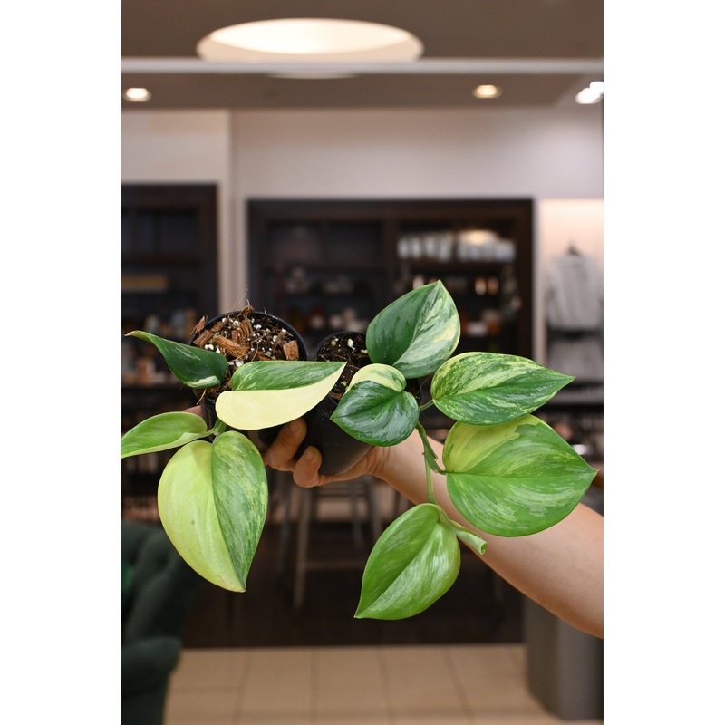 Scindapsus Rubicon Variegated|3″