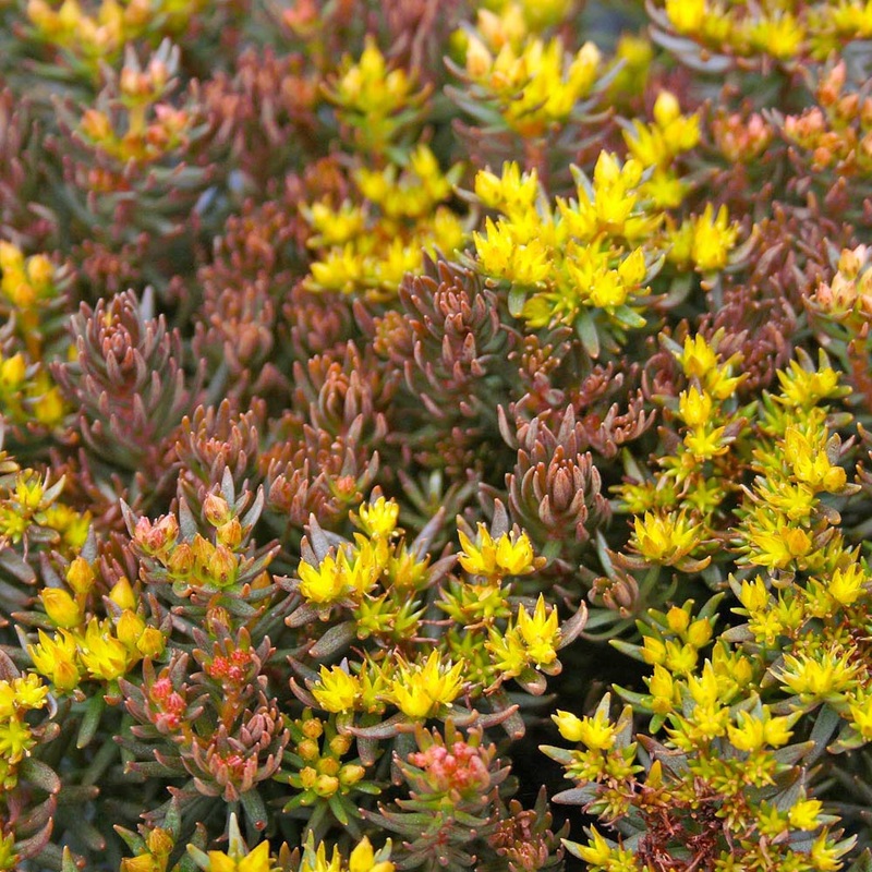 Sedum hakonense ‘Chocolate Ball’ Stonecrop