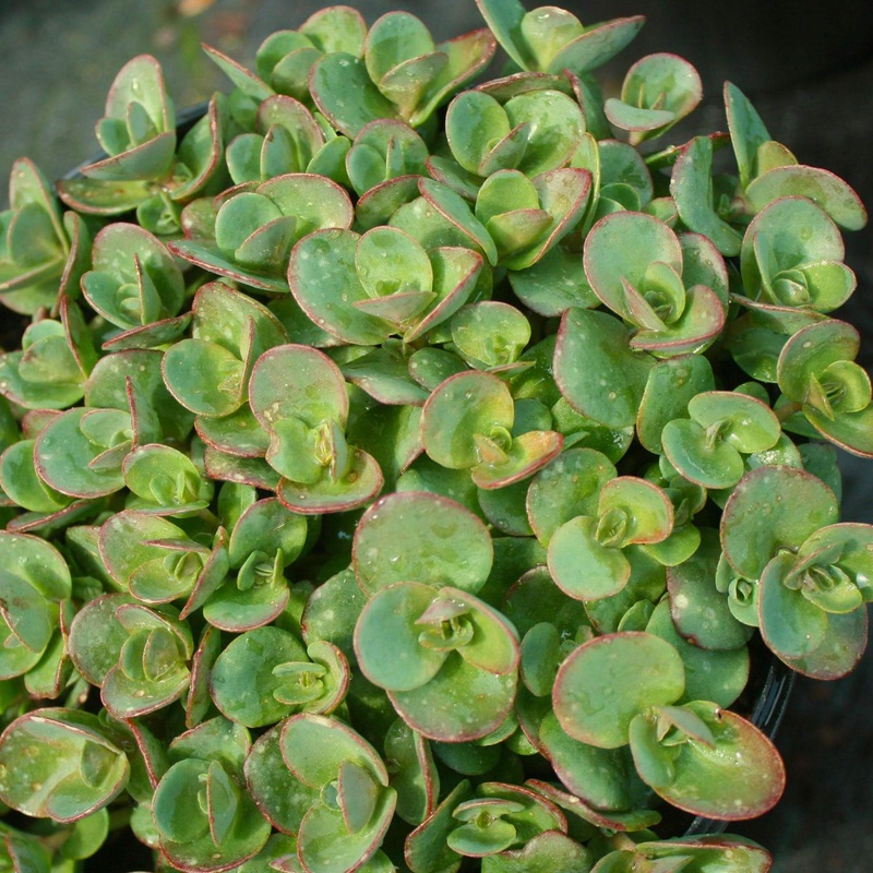 Sedum ‘Lime Zinger’ Stonecrop|1 Quart
