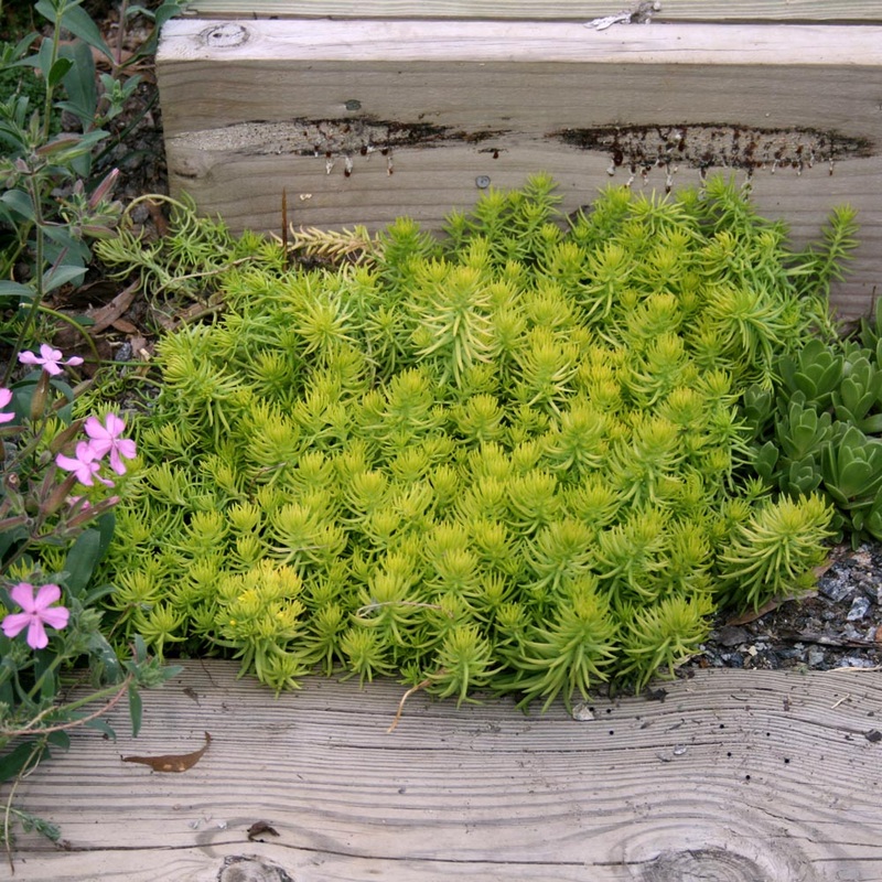 Sedum rupestre ‘Angelina’ Stonecrop