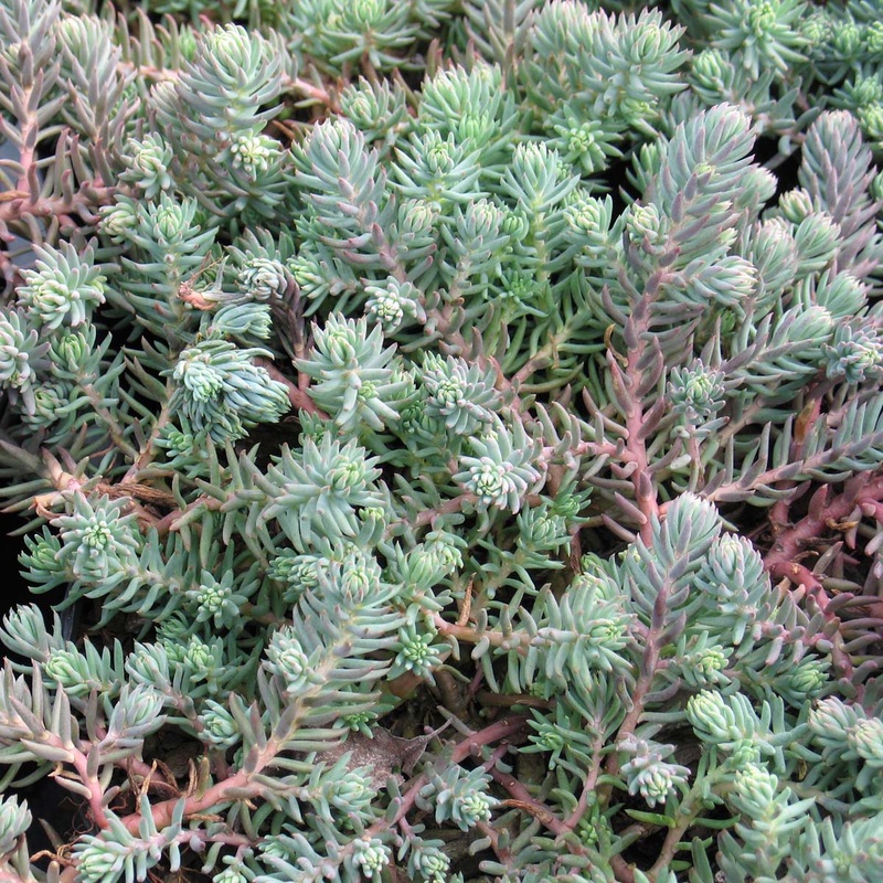 Sedum rupestre ‘Blue Spruce’ Stonecrop