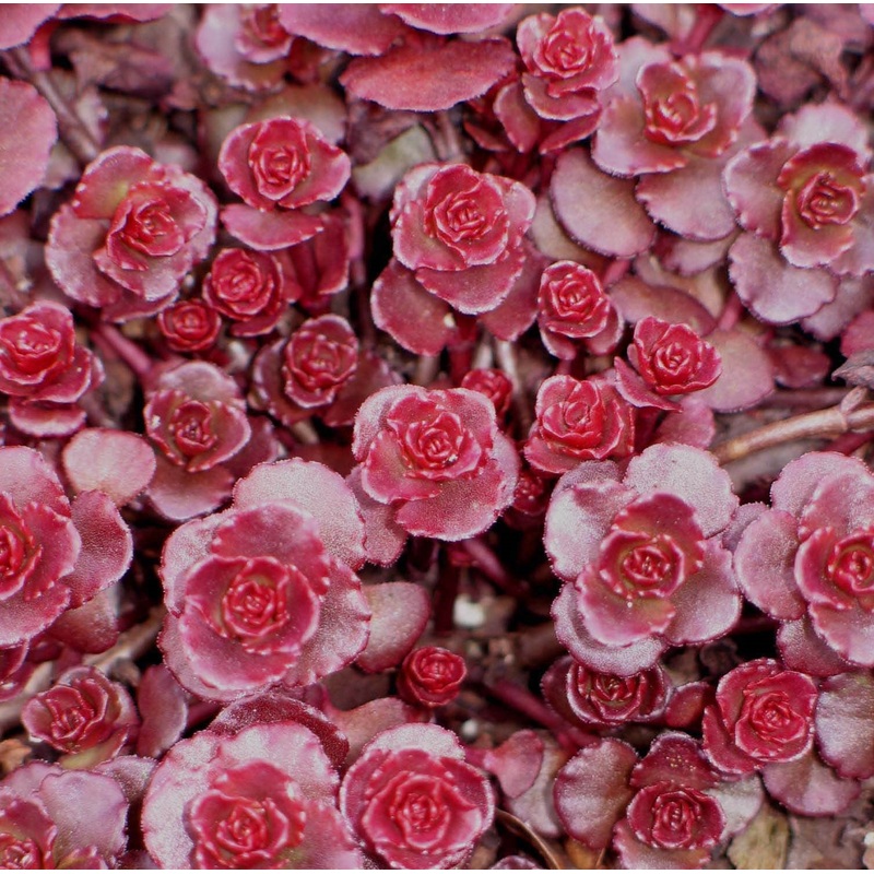 Sedum spurium ‘Dragon’s Blood’ Stonecrop