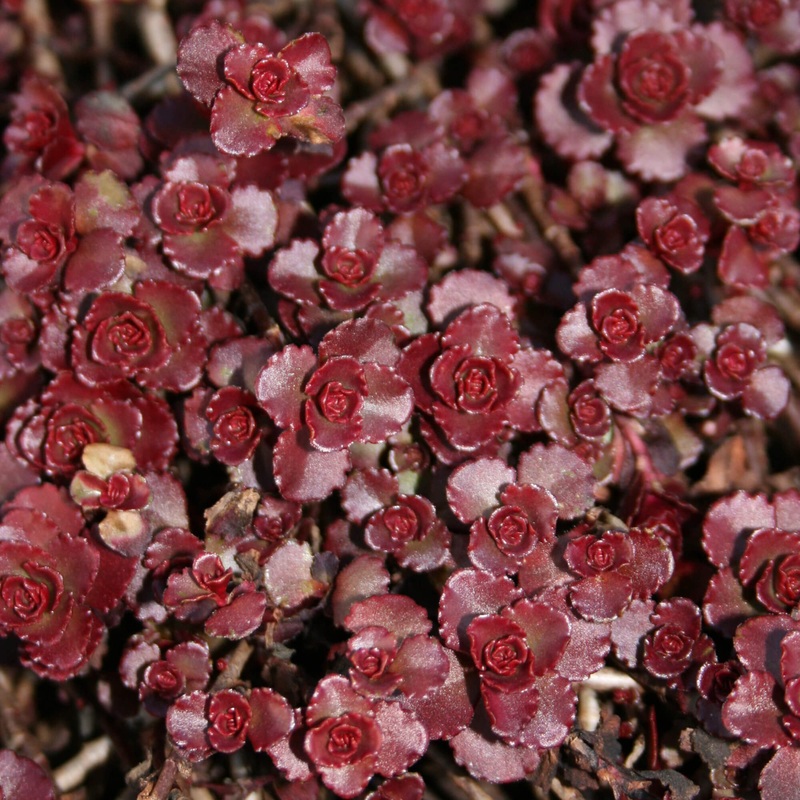 Sedum spurium ‘Fuldaglut’ Stonecrop