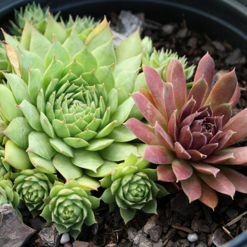 Sempervivum ‘Mixed’ Hen & Chicks