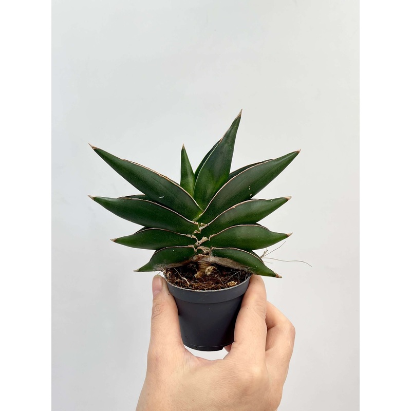 Snake Plants, Sansevieria Stylish Fan, Buy Online