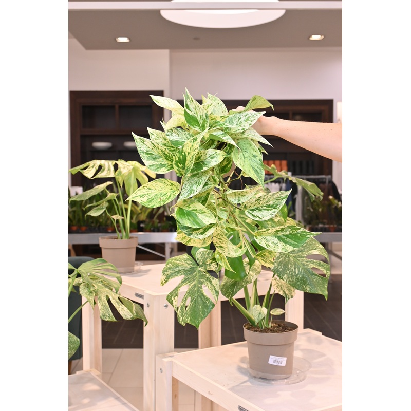 Snow Queen Pothos|5″|4″