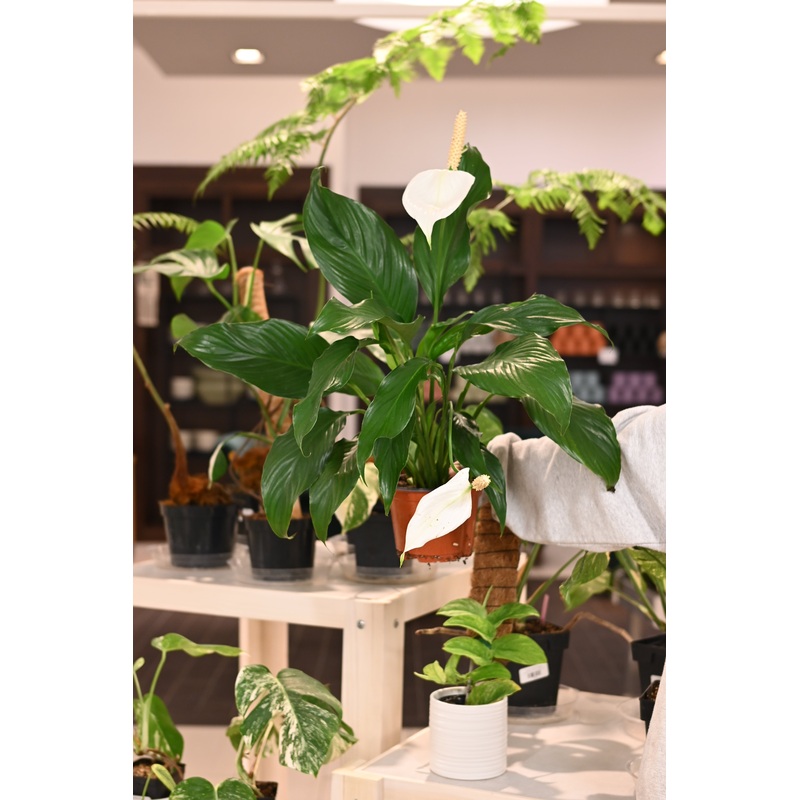 Spathiphyllum Sweet Dario|6″
