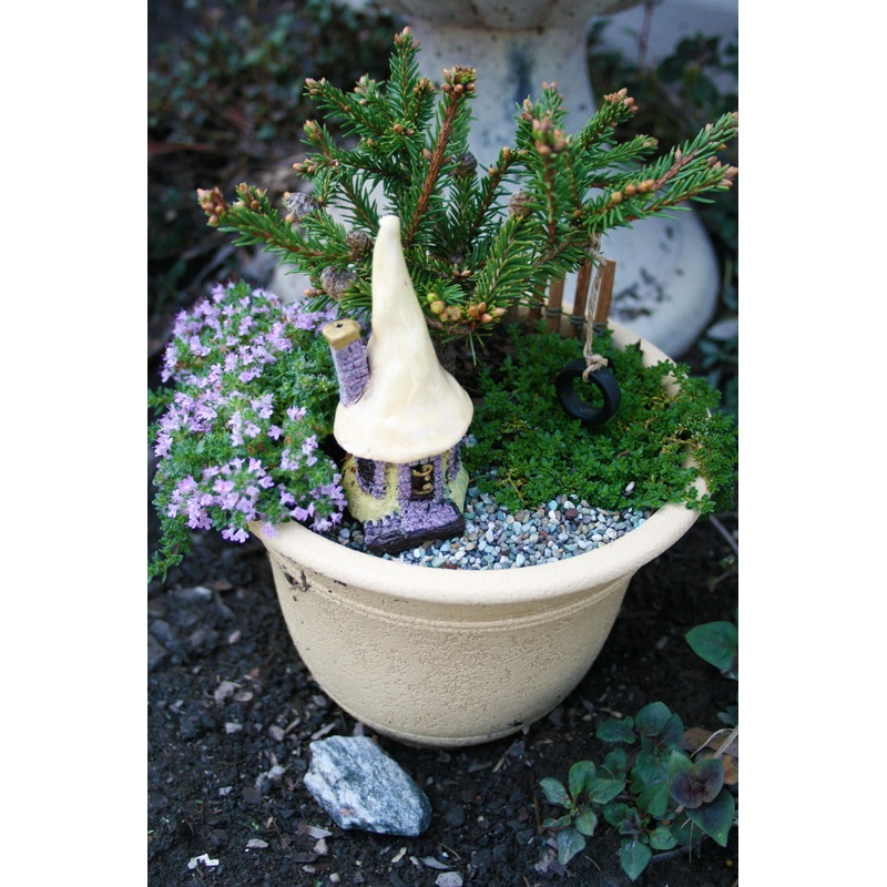 Thyme ‘Coccineus’|3.5×3.5