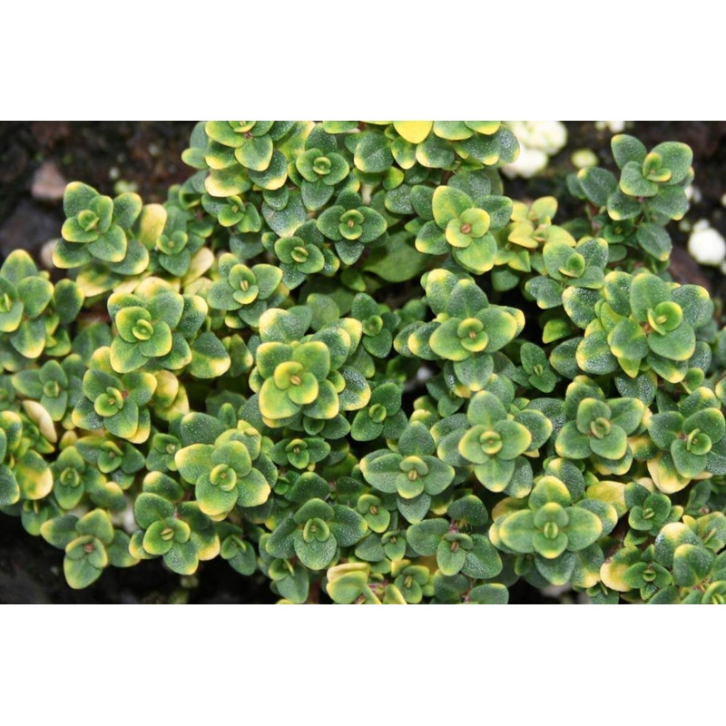 Thyme ‘Doone Valley’|3.5″x3.5″