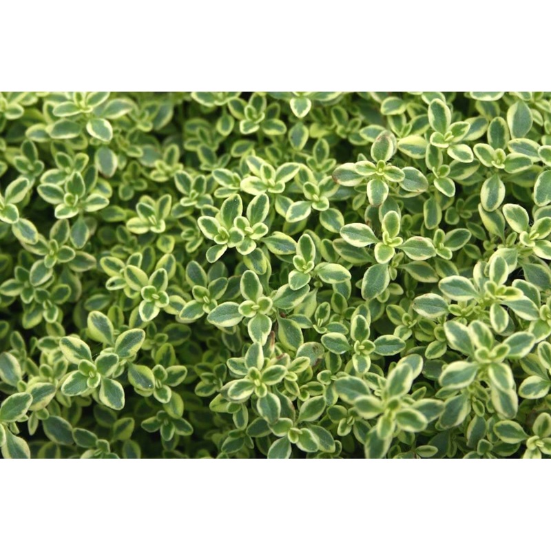Thyme ‘Highland Cream’|3.5″x3.5″