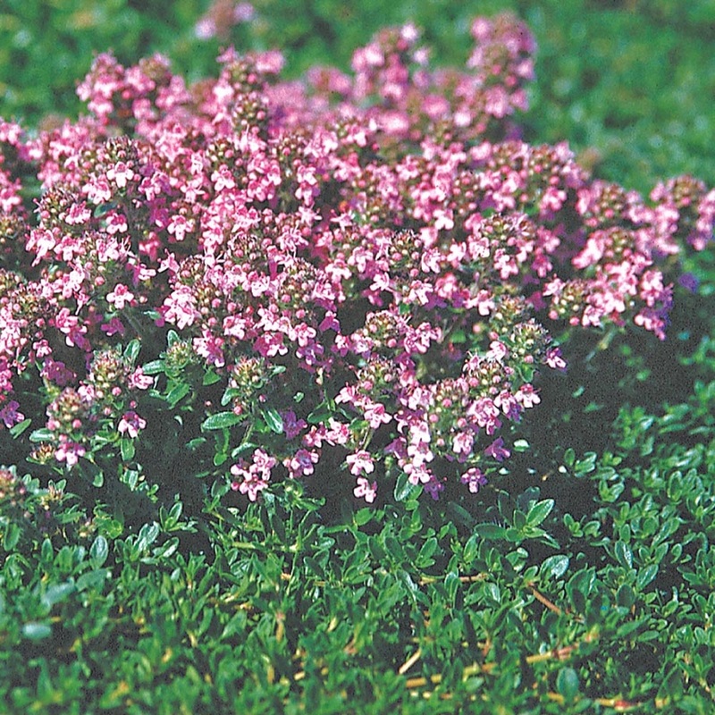 Thyme ‘Magic Carpet’|3.5″x3.5″