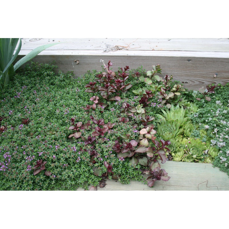 Thyme ‘Pink Chintz’|3.5″x3.5″