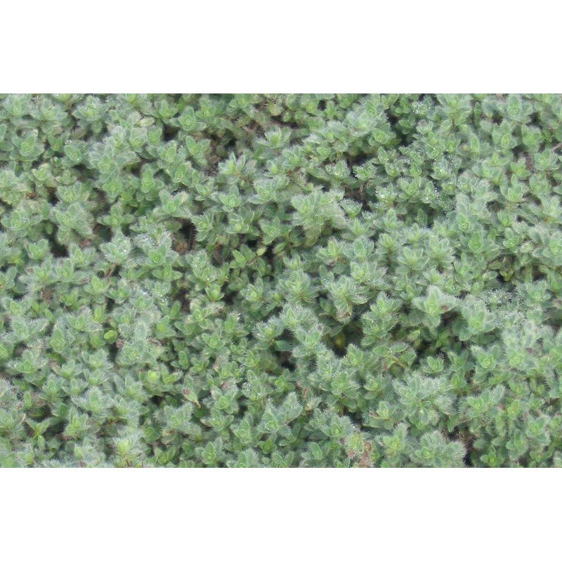 Thyme ‘Wooly’|3.5″x3.5″