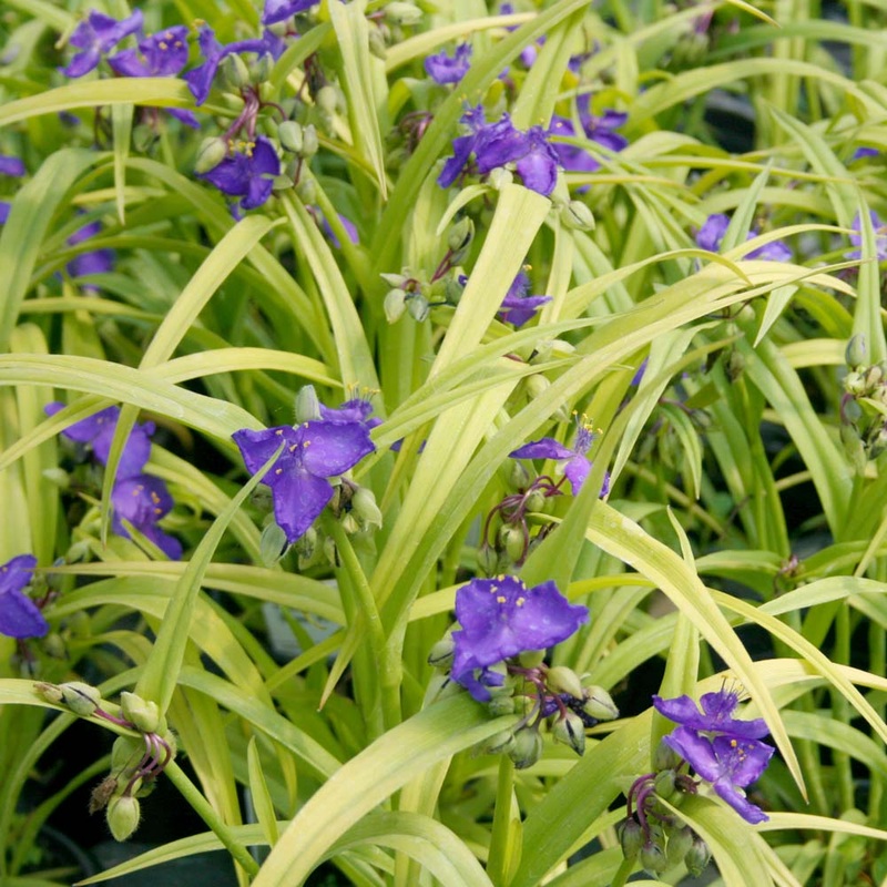 Tradescantia x ‘Sweet Kate’ Spiderwort/Widow’s Tears