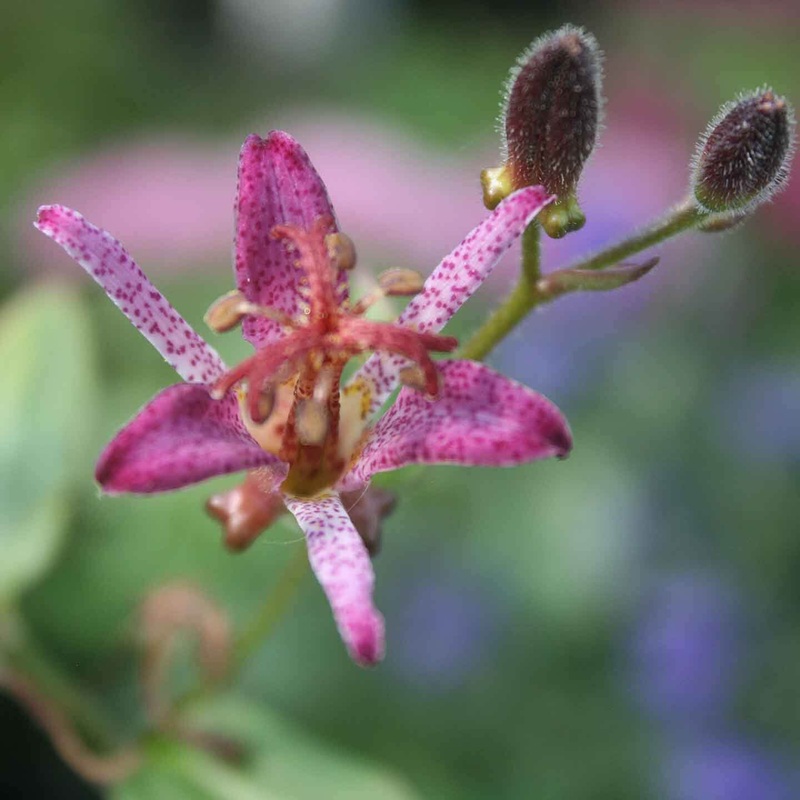 Tricyrtis formosana ‘Samurai’ Toadlily