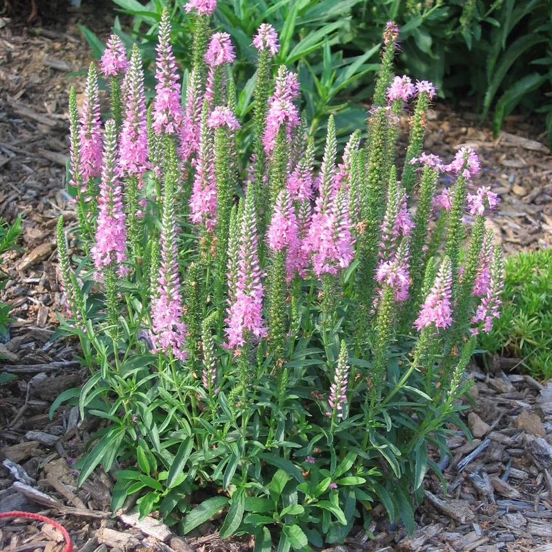 Veronica ‘Giles Van Hees’ Speedwell