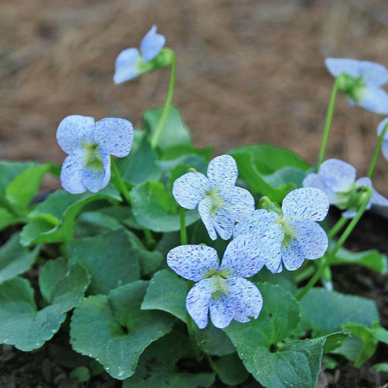 Viola sororia ‘Freckles’ Violet