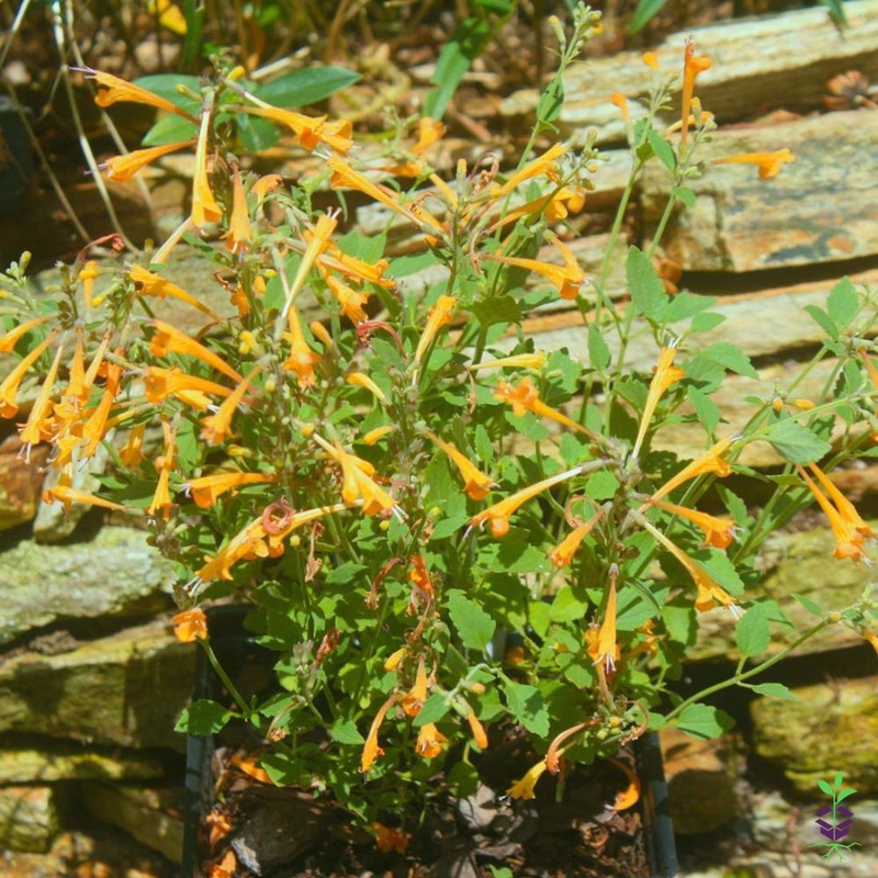 Agastache aurantiaca ‘Apricot Sprite’ Hummingbird Mint