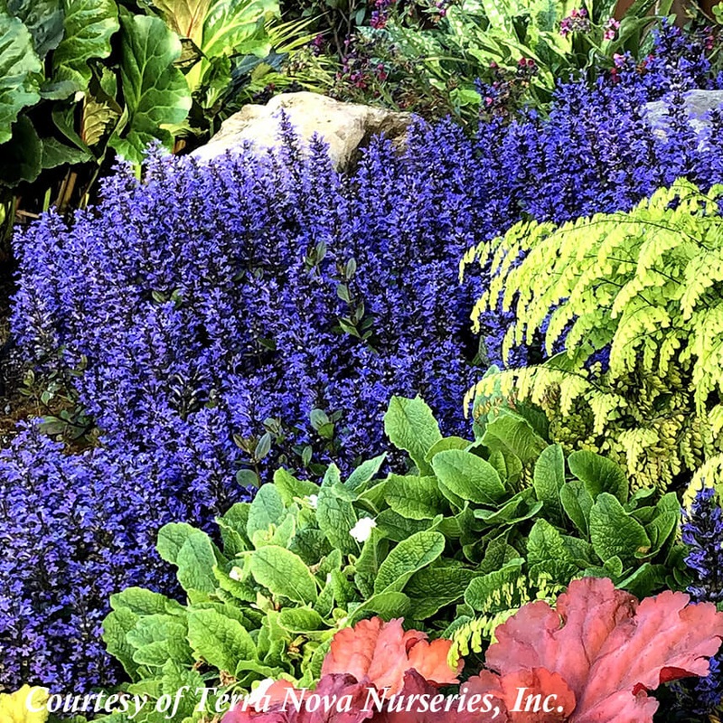 Ajuga reptans ‘Blueberry Muffin’ Bugleweed