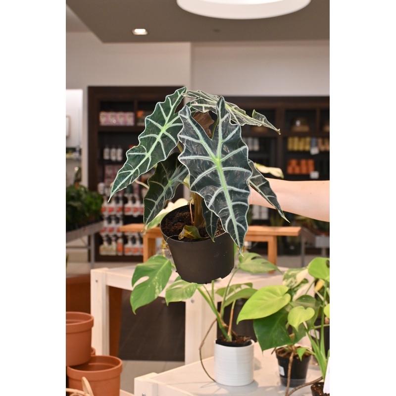 Alocasia Polly|4″|6″