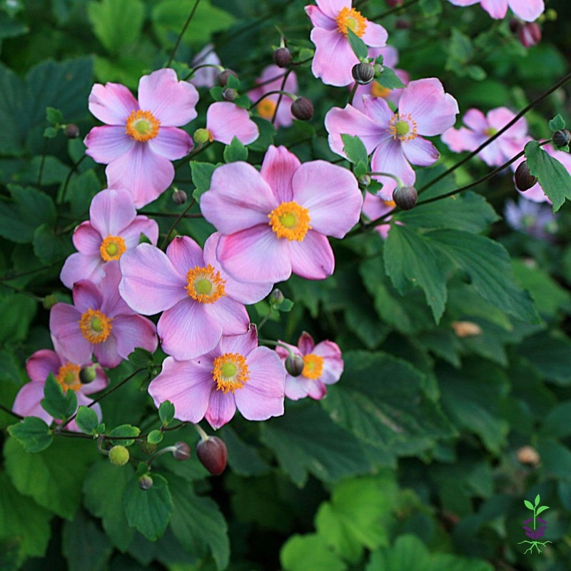 Anemone ‘September Charm’ Japanese Anemone/Windflower